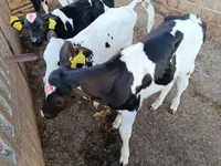 Banteng, Holstein breed — foto 2