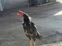 Chickens — ছবি 2