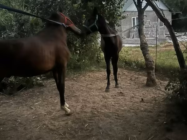Kůň, Koně