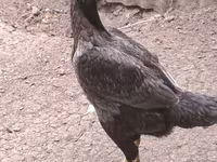Chickens — foto 4