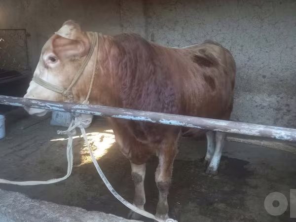 Ταύρος, Αγελάδα Λιμουζίν