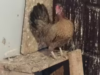 Chickens — الصورة 3