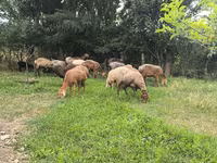 میش, گوسفند — عکس 5