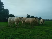 Ng'ombe dume, Charolais cattle — picha 2