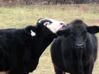 Bou, Simmental cattle — foto 3