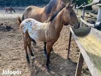 Асп, Appaloosa — акс 8