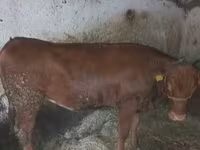 Bou, Bovine — foto 1