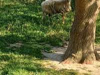 گوسفند (گروه، جنسیت مشخص نشده), گوسفند — عکس 1