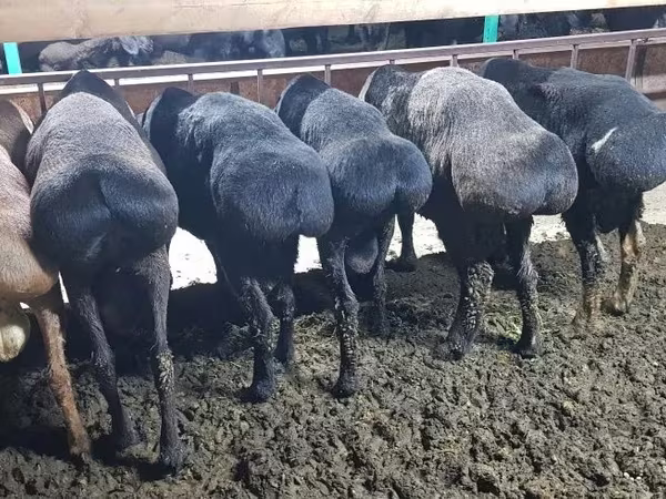 የጎትት አውራ በግ, Hissar sheep