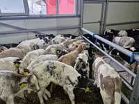 Býk, Simmental cattle — foto 2
