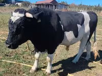 Lembu jantan, Russian Black pied cattle — foto 2