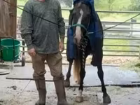 Адуу, Rocky Mountain Horse — 7 зураг