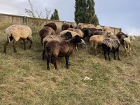 Sheep, Sheep — photo 1