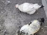 Chickens — Foto 4