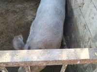 Cinghiale, Maiali — foto 3