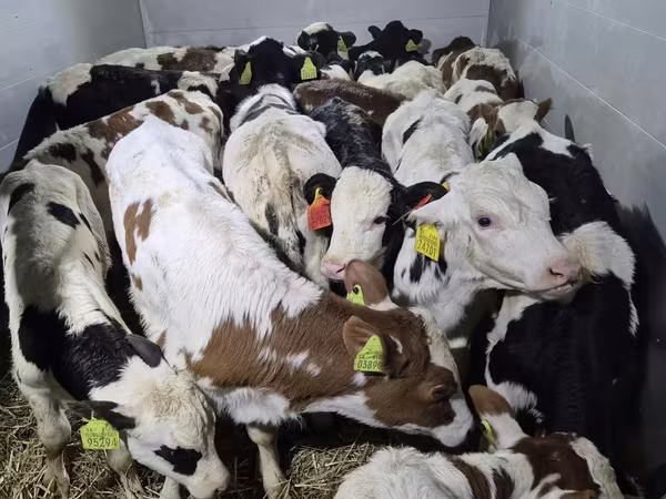 گاو نر, Simmental cattle