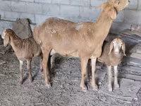 Kambing betina, Tian-Shan semifinewool sheep — foto 3