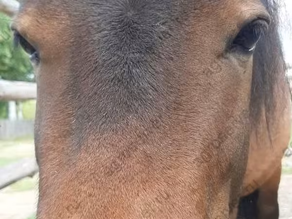 Hoppe, American shetland pony