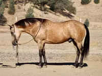 Kuda jantan, Quarter Horse — foto 6