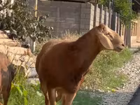 แกะตัวผู้, Karakul sheep — รูปภาพ 5