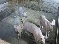 หมูป่าตัวผู้, Крупная белая — รูปภาพ 2