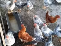 Chickens — снимка 3