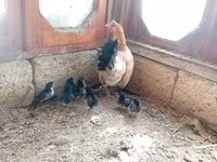 Chickens — foto 2