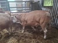 Lembu jantan, Blonde d’Aquitane cattle — foto 2