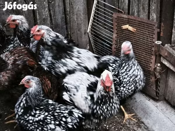 Chickens