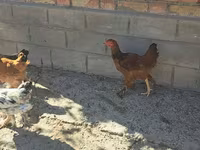 Brahma — foto 3