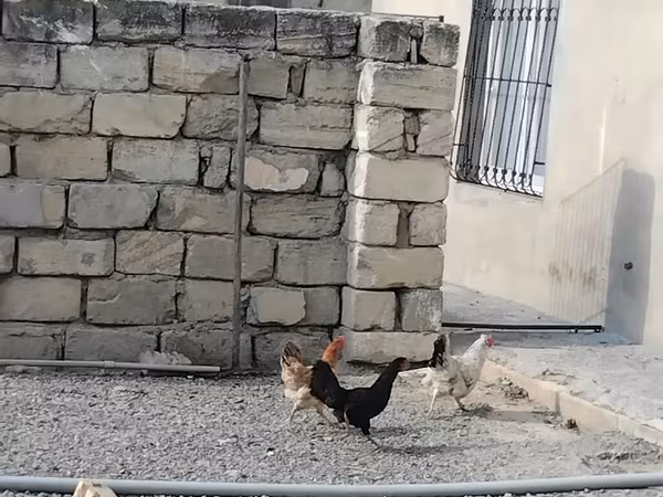 Chickens