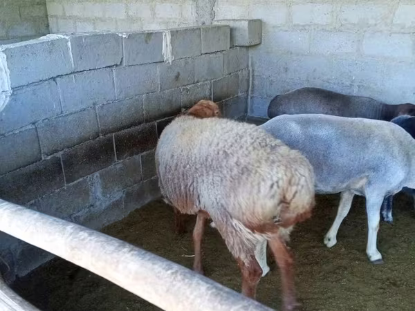 숫양, 양