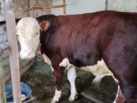 Bou, Swiss cattle — foto 4