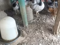 Chickens — รูปภาพ 2