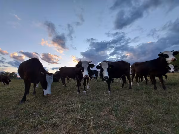 Ko, Yaroslavl cattle