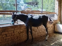 Hingst, Heste — foto 4