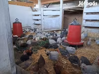 Chickens — 사진 2