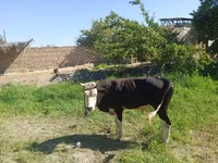 Byk, Bydło — zdjęcie 2