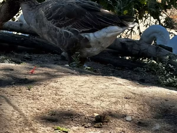 Geese