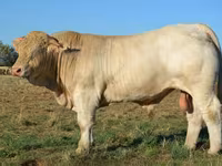 Tyre, Charolais cattle — foto 8