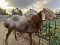 Beran, Arashan sheep — foto 5