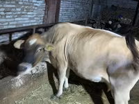 วัวตัวเมีย, Simmental cattle — รูปภาพ 3