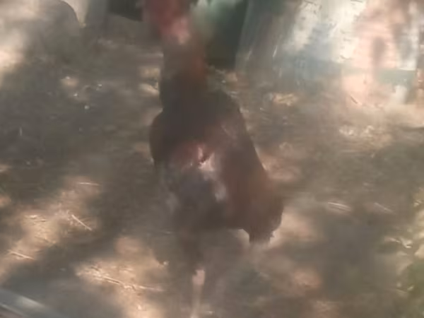 مالای گیم