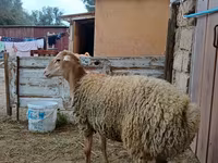 میش, گوسفند — عکس 3