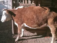 Mucca, Latvian Blue cattle — foto 1
