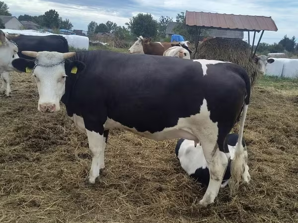 Lembu betina, Holstein breed