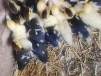 Ducks — photo 2