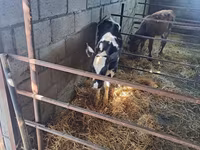 Bou, Rasa Holstein — foto 5