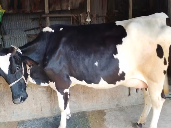 ላም, Holstein breed
