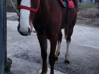Kuda jantan, Horses — foto 4